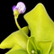 Pinguicula 'Gina' (Butterwort)