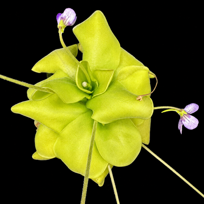A close-up of a bright yellow-green pitcher plant with small purple flowers against a solid black background.