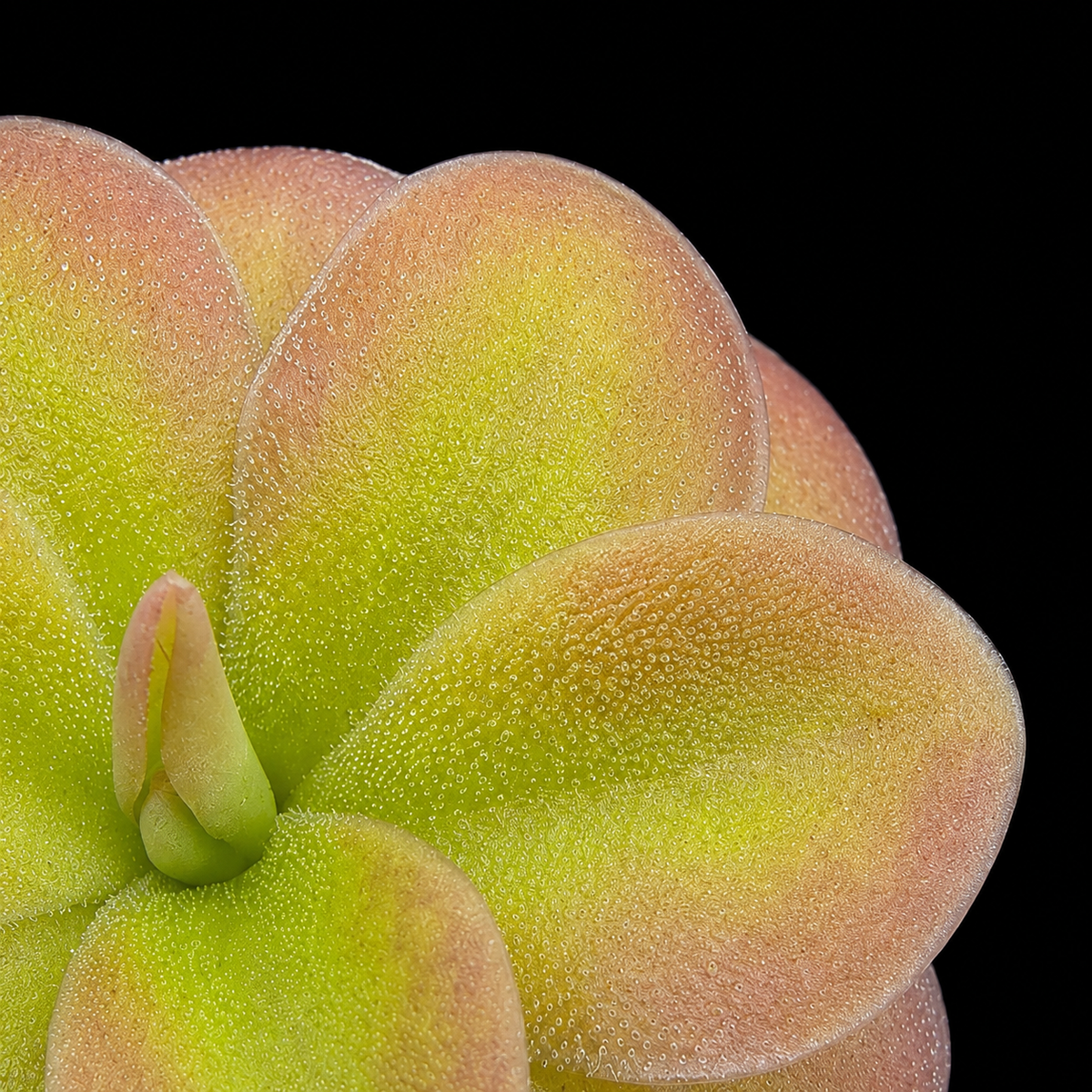 Pinguicula 'Guatemala' (Butterwort)