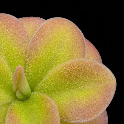 A close-up of a succulent plant with fleshy, rounded leaves in a yellow-green to peach-pink gradient, set against a solid black background.