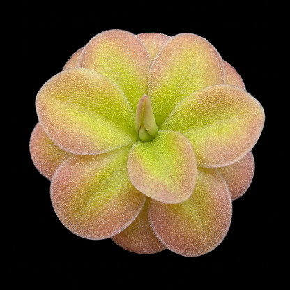 A close-up of a succulent plant with fleshy, rounded leaves in pale yellow-green and peach-pink tones, isolated on a solid black background.