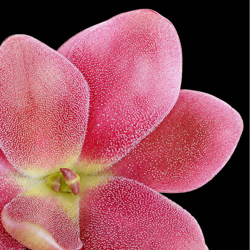 A close-up of a pink flower with textured petals arranged in a star-like pattern against a solid black background.