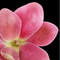 Pinguicula 'Marciano' (Butterwort)