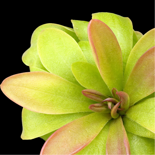 Close-up of a green succulent plant with pinkish edges on a black background
