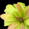 Pinguicula moranensis 'Sierra Mazatecas' (Butterwort)