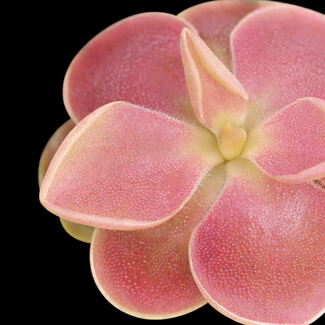 Pinguicula Sethos (ehlersiae x moranensis) (Butterwort)