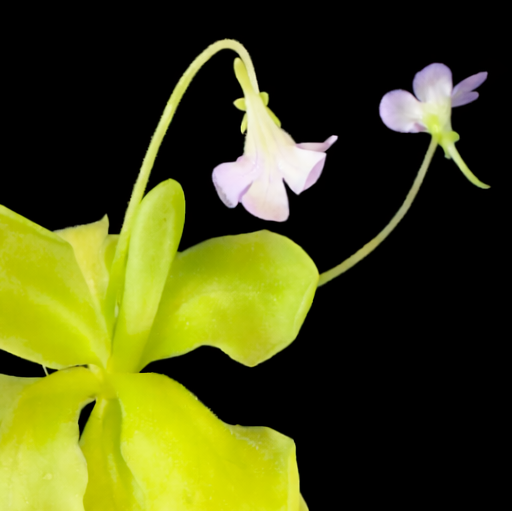 Pinguicula Tina flower with two smaller purple flowers on a black background