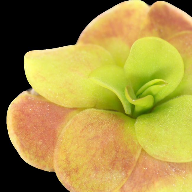 Pinguicula 'Tina' (P. agnata × P. zecheri) (Butterwort)