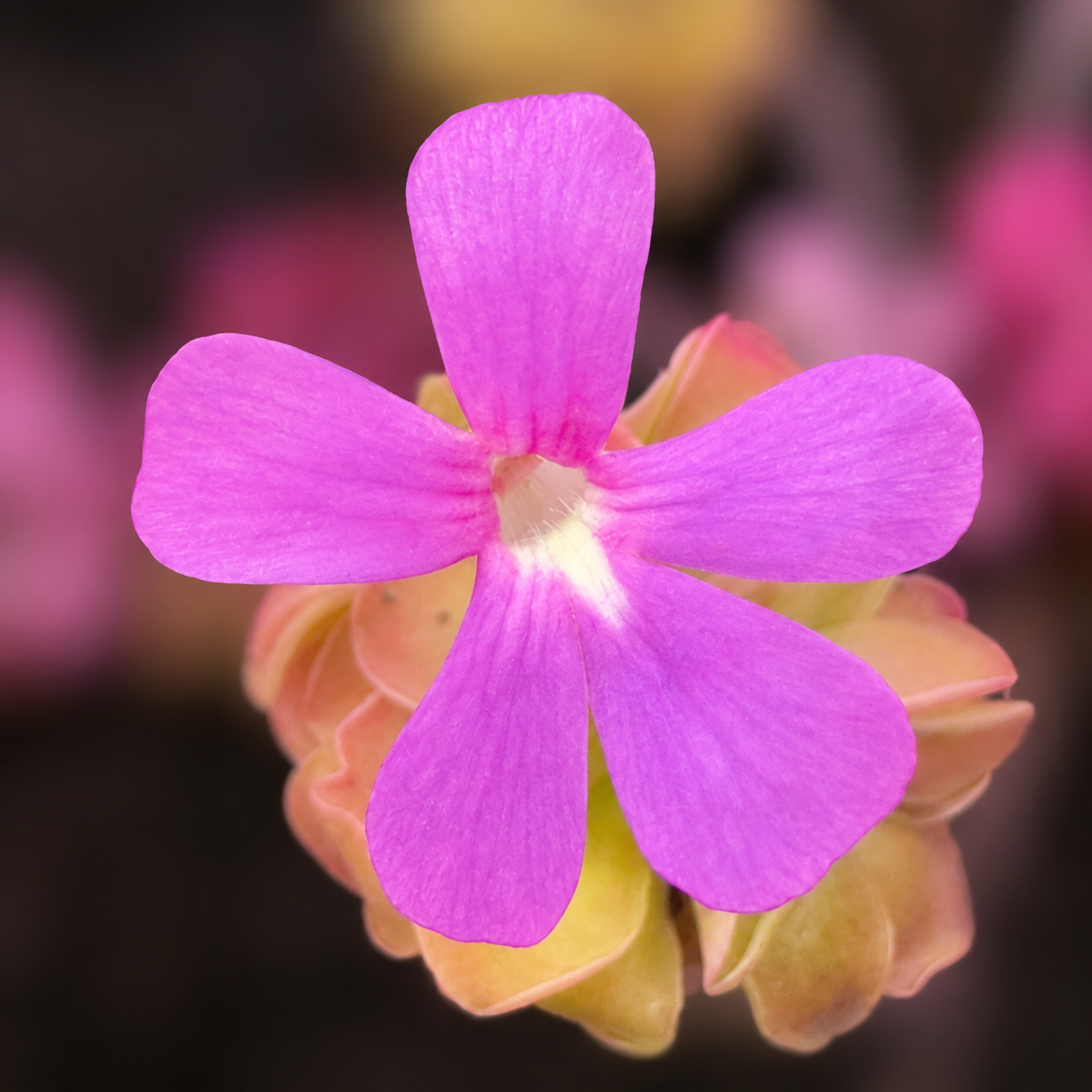 Pinguicula 'Weser' (P. ehlersiae × P. moranensis) (Butterwort)