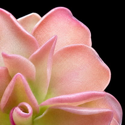 Pinguicula 'Weser' (P. ehlersiae × P. moranensis) (Butterwort)