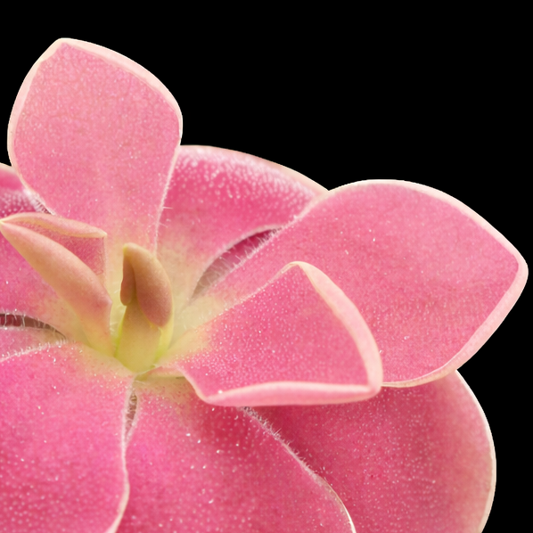 Pinguicula Weser (ehlersiae x moranensis)
