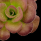 Pinguicula agnata 'Ekuma'