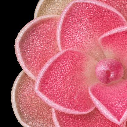Pinguicula ehlersiae 'Tolantongo'