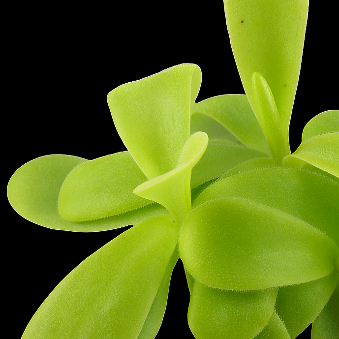 Pinguicula gigantea (Giant Butterwort)
