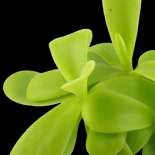 Pinguicula gigantea (Giant Butterwort)