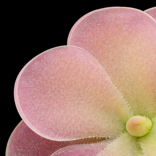Pinguicula gigantea red x jaumavensis (Butterwort)