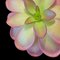 Pinguicula laueana