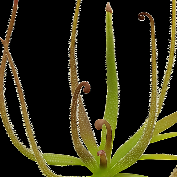 Pinguicula medusina (Medusa Butterwort)