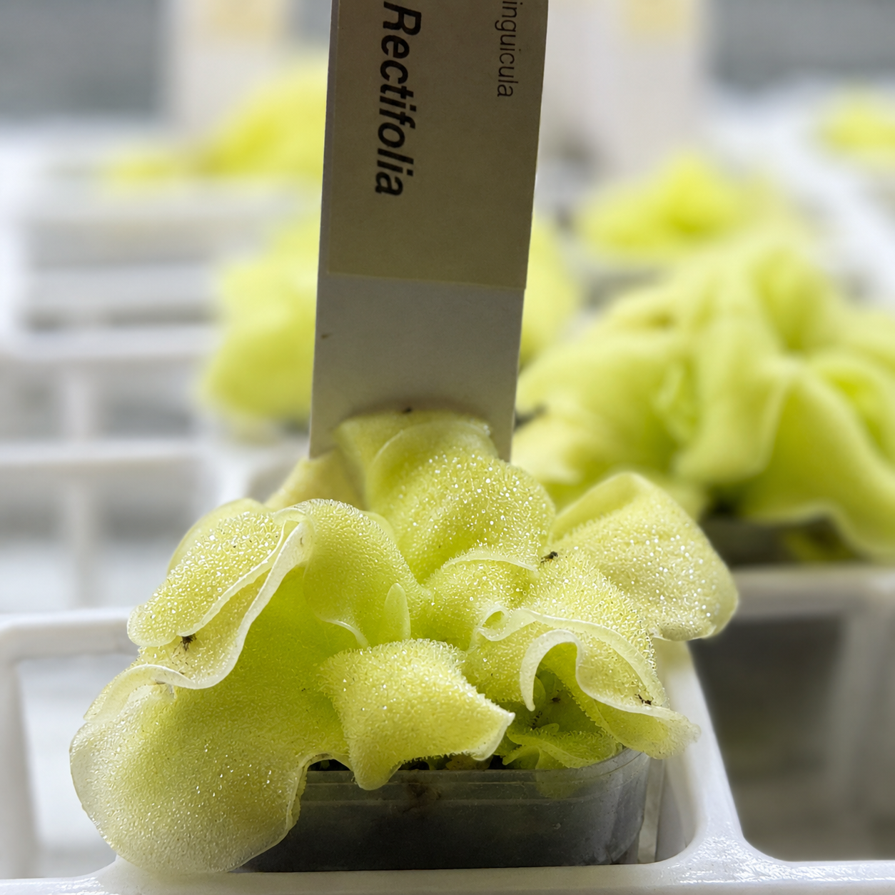 Pinguicula rectifolia (Butterwort)