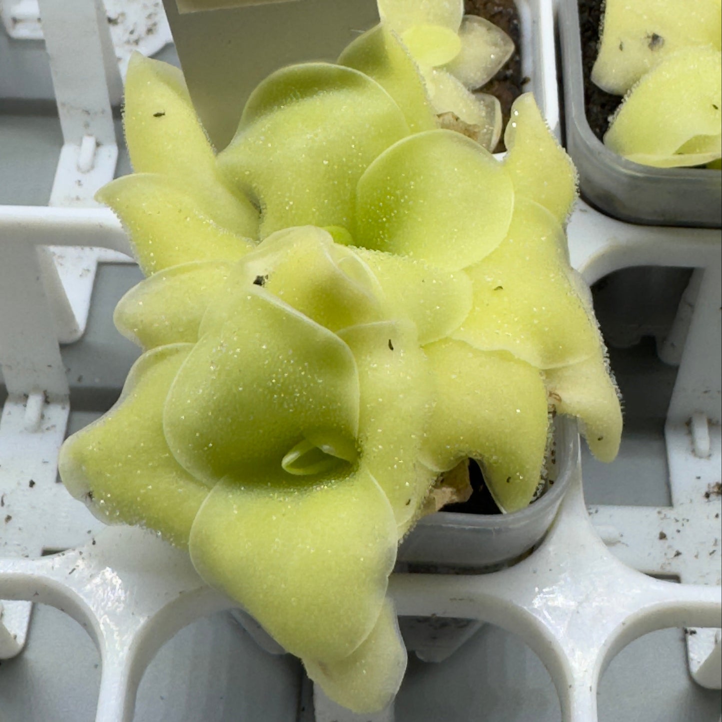 Pinguicula rectifolia (Butterwort)