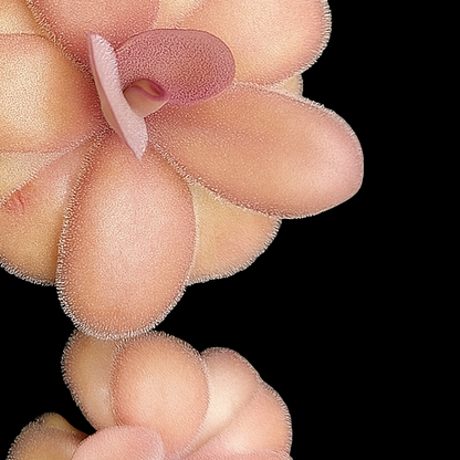 Pinguicula sp. 'Huautla' (Butterwort)