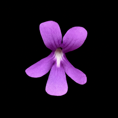 Pinguicula sp. Tehuacan (Butterwort)