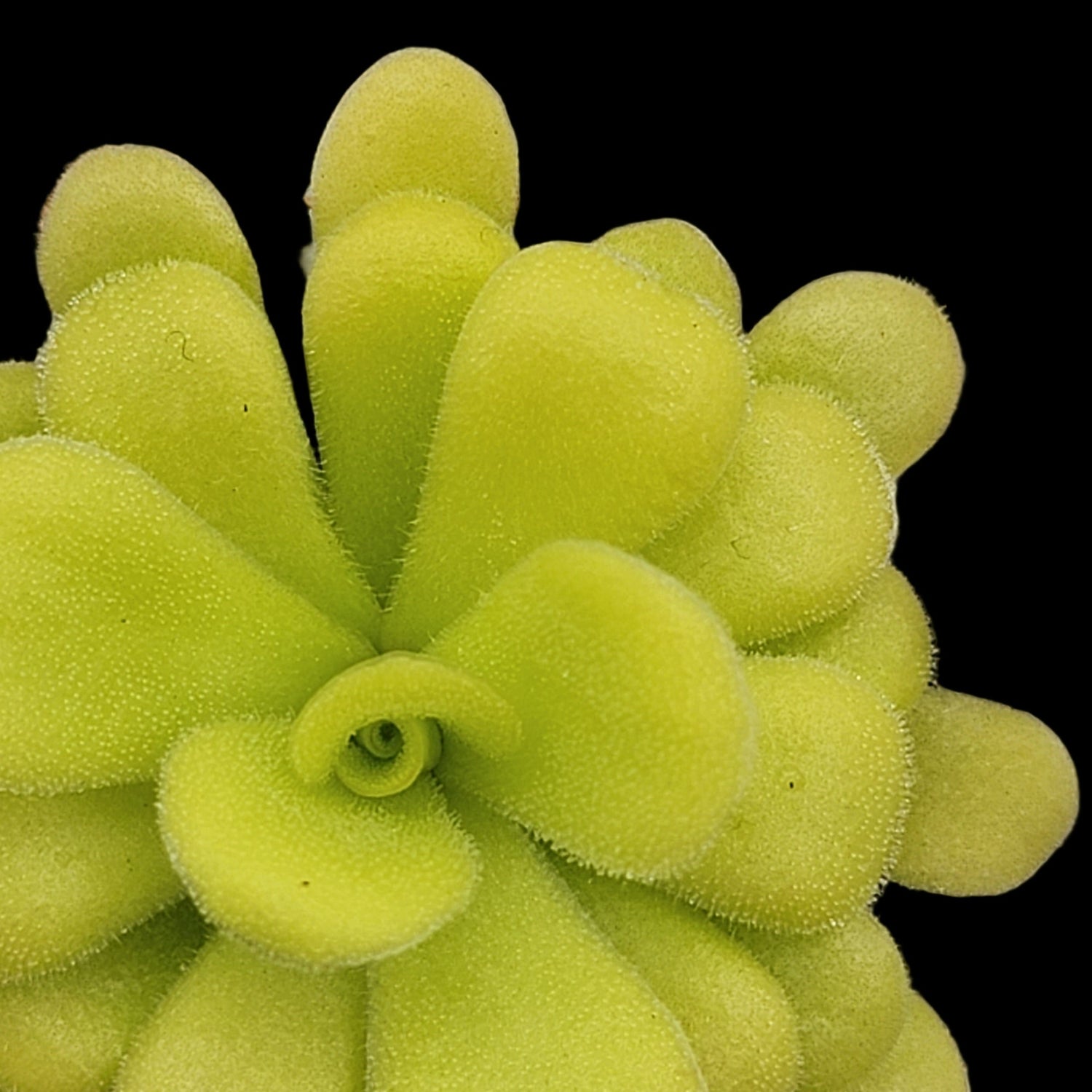 all plants