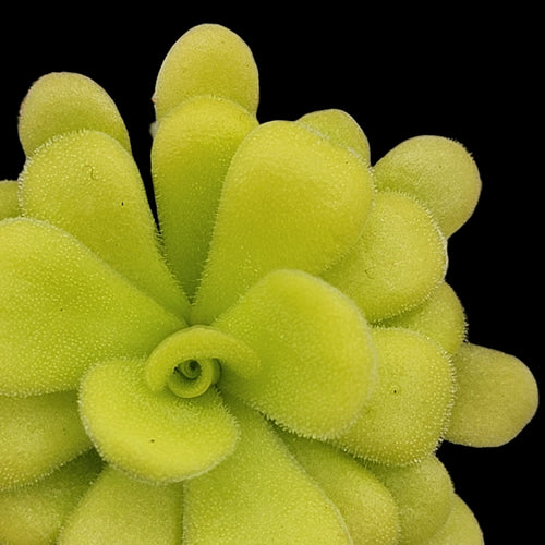 Pinguicula agnata (Butterwort)