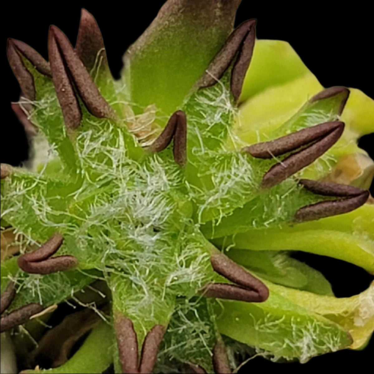 all plants