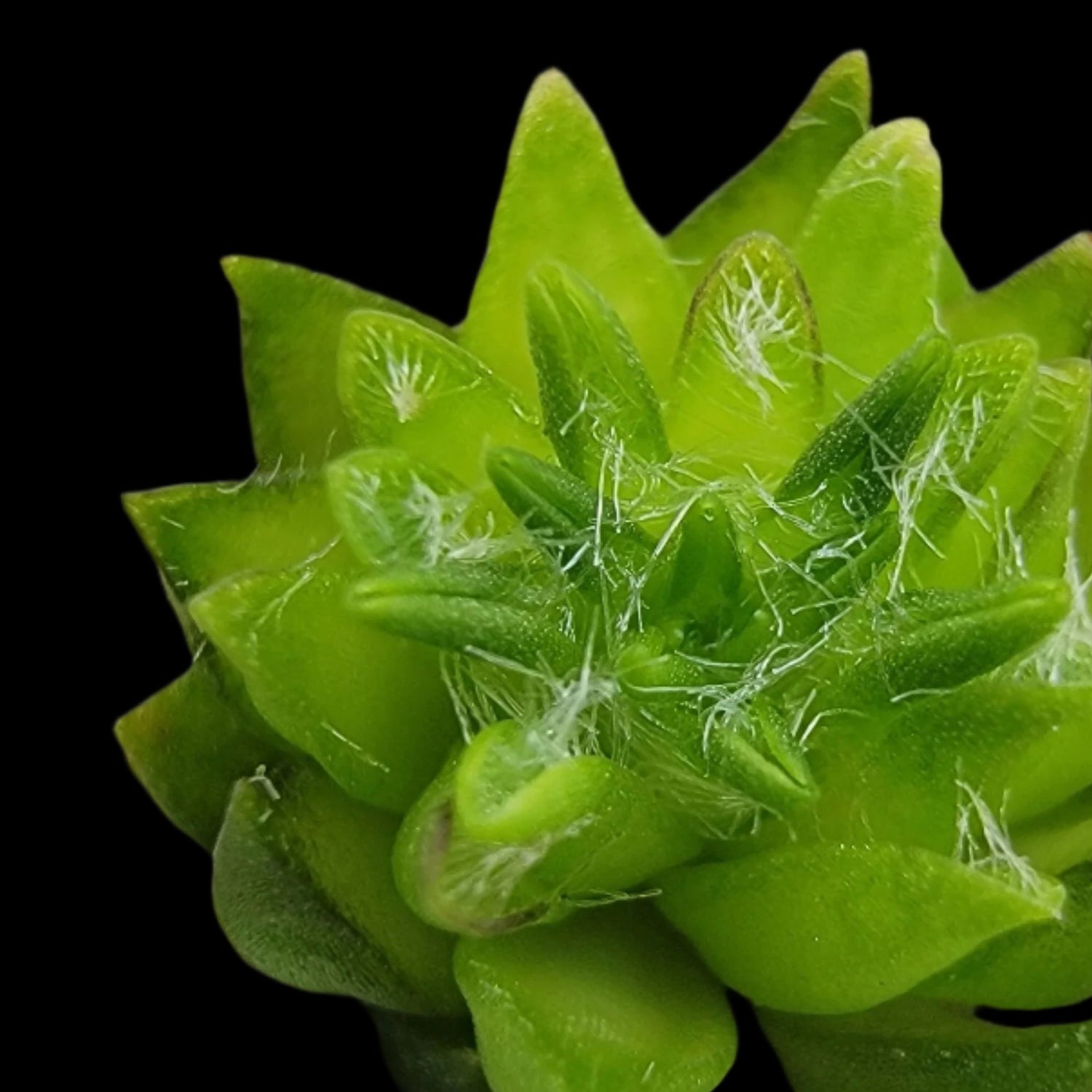 all plants