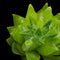 Pinguicula orchidioides