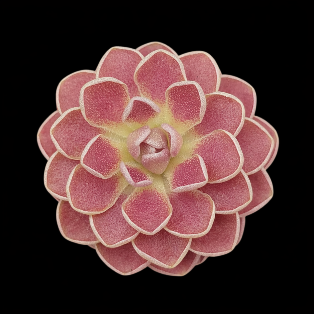 PINGUICULA FLORIAN BUTTERWORT Close-up of a pink succulent plant on a black background