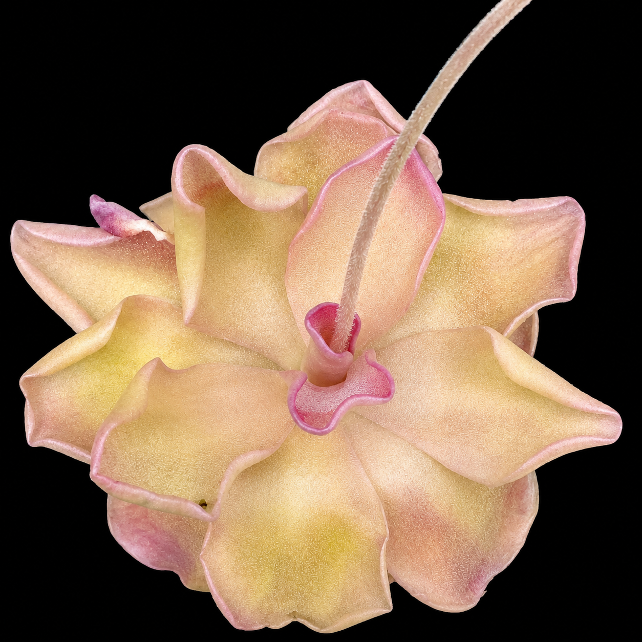 Pinguicula Pirouette (Butterwort)