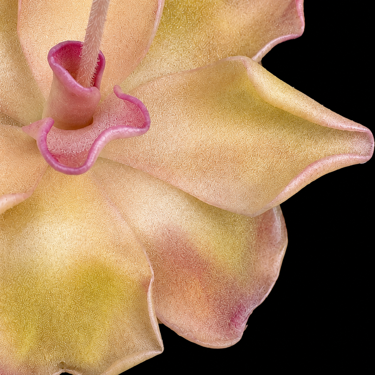 Pinguicula Pirouette (Butterwort)