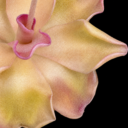 Pinguicula Pirouette (Butterwort)
