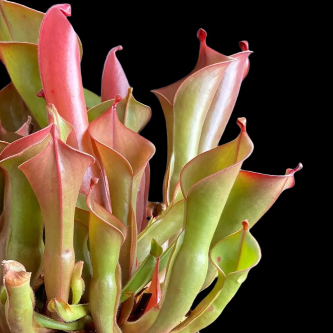 Heliamphora nutans 'Stocky Form' (Sun Pitcher)