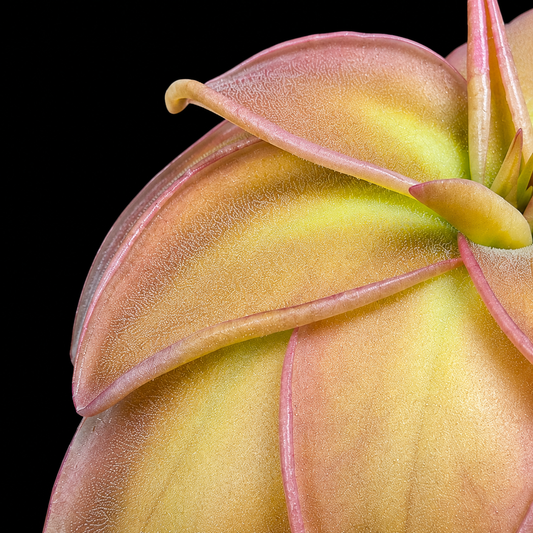 Close-up of a pitcher plant with pink and yellow colors on a black background