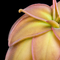 Pinguicula potosiensis (Butterwort)