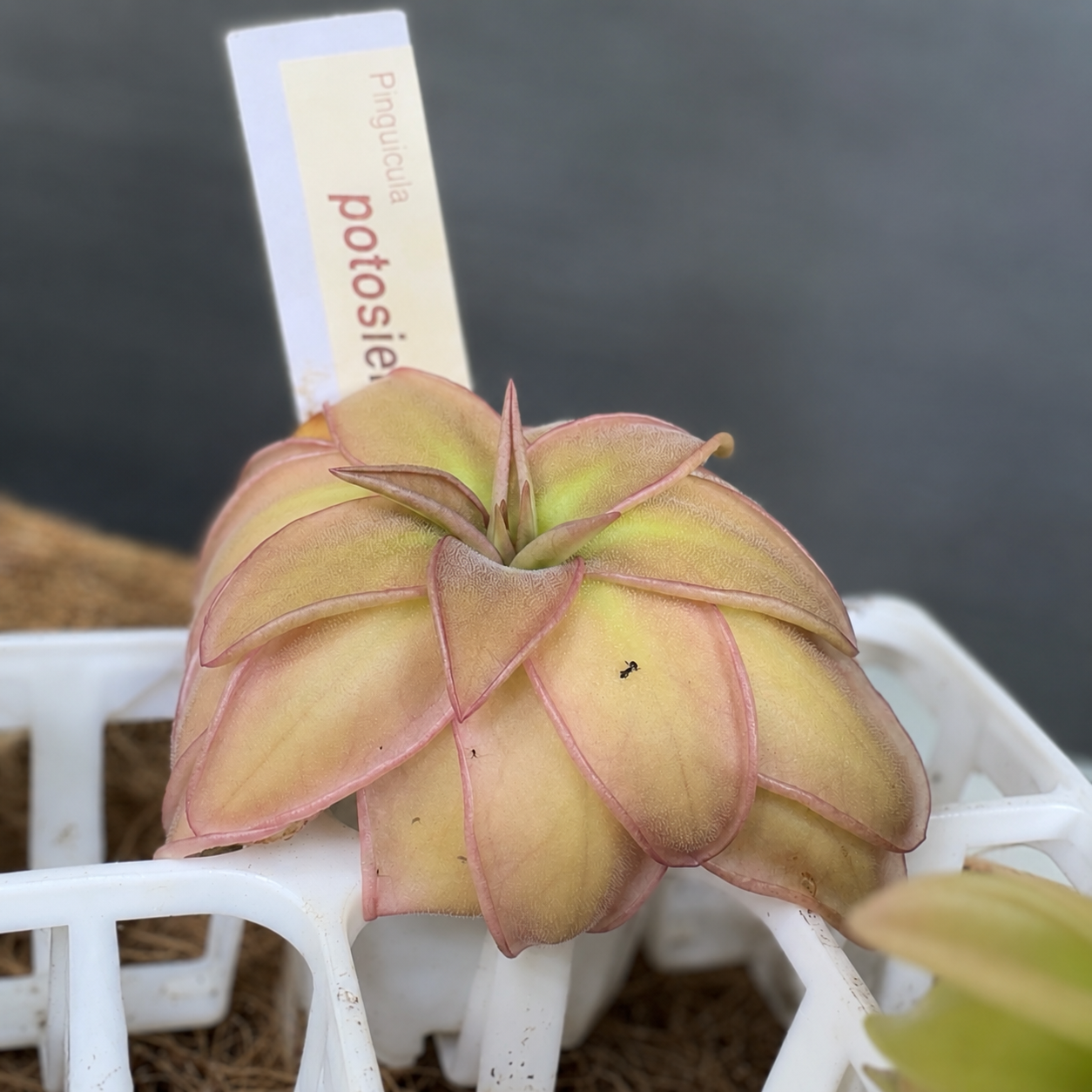 Pinguicula potosiensis (Butterwort)