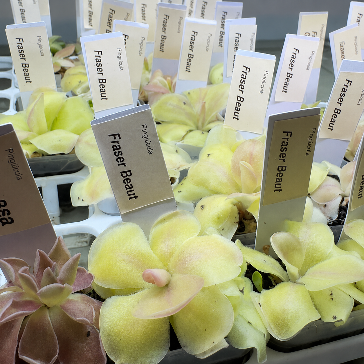 A close-up of several pale yellow-green succulent plants in trays, each with a small white label reading "Fraser Beaut" and "Pinguicula.".