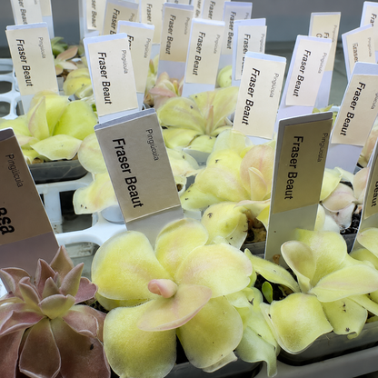 A close-up of several pale yellow-green succulent plants in trays, each with a small white label reading "Fraser Beaut" and "Pinguicula.".