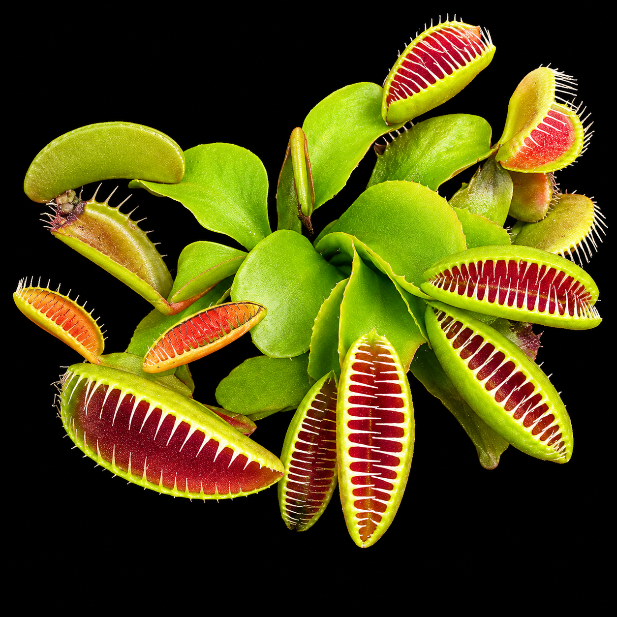 Dionaea muscipula 'Ramesse I' (Venus Flytrap)