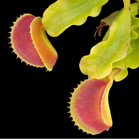 Dionaea muscipula 'Kuga' (Venus Flytrap)