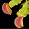 Dionaea muscipula 'Kuga' (Venus Flytrap)