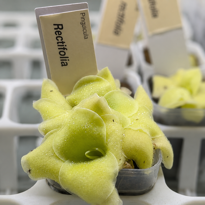 Pinguicula rectifolia (Butterwort)