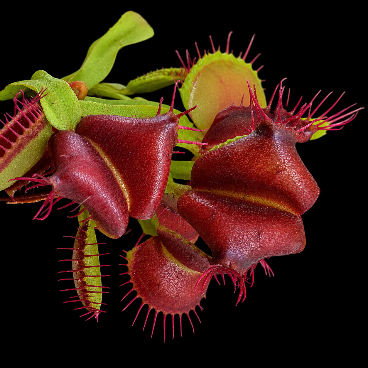 Close-up of Venus flytrap plants with a black background