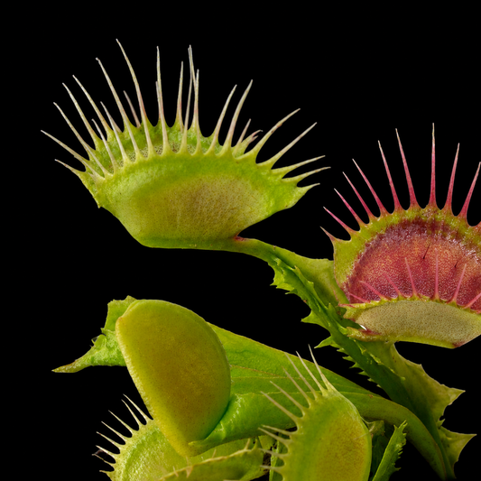Dionaea muscipula 'Reptile' (Venus Flytrap)