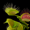 Dionaea muscipula 'Reptile' (Venus Flytrap)