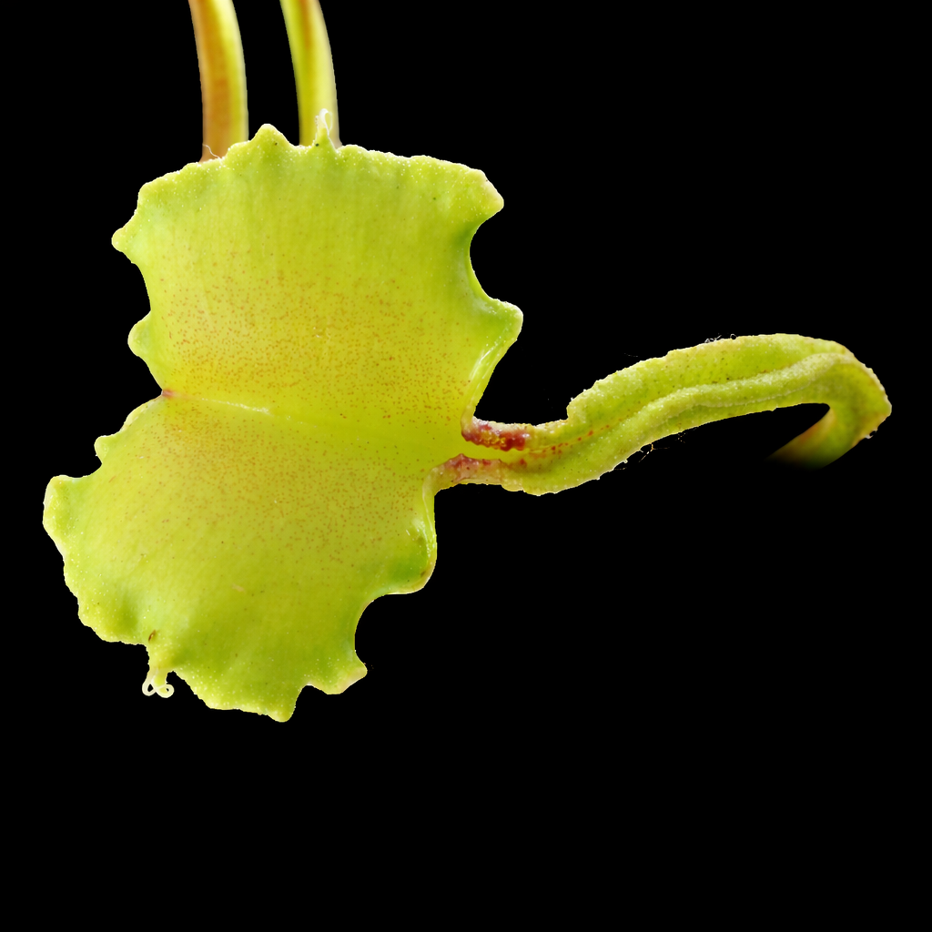 Dionaea Muscipula 'Dagon' (Venus FlyTrap)