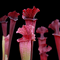 Sarracenia ‘Juthatip Soper’ [(S. flava × S. purpurea) x S. leucophylla Pink]